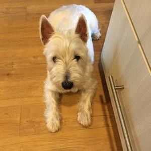 Meet your Posher, Maria corazone